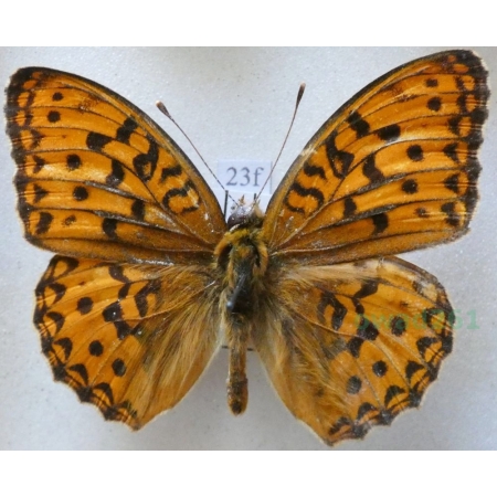 Argynnis adippe cleodoxa (Esper, 1789) Dostojka adype Romania23f